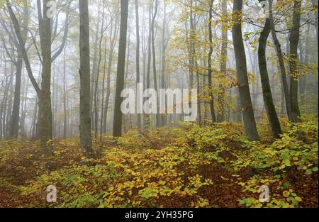 Naturnaher Laubwald im Herbst mit bunten Blättern, Kupferbuche (Fagus sylvatica), Nebel im Wald, Nationalpark Hainich, Thüringen, GE Stockfoto