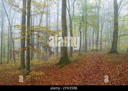 Naturnaher Laubwald im Herbst mit bunten Blättern, Kupferbuche (Fagus sylvatica), Nebel im Wald, Nationalpark Hainich, Thüringen, GE Stockfoto