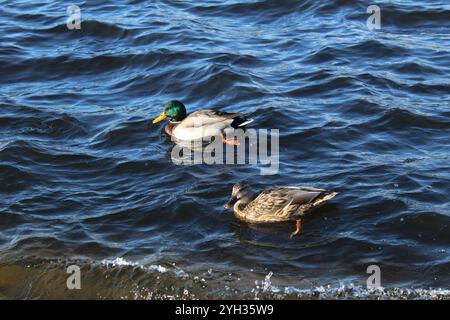 Zwei Entenvögel tauchen und schwimmen im Wasser des Sees des Flusses. Wasservögel In Der Stadt. Stockfoto