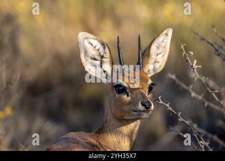 Steenbok (Raphicerus campestris), männlich im Abendlicht, Tierporträt, Khama Rhino Sanctuary, Serowe, Botswana, Afrika Stockfoto