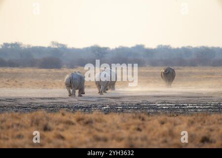 Südliches weißes Nashorn (Ceratotherium simum), vier Nashörner von hinten in der Savanne, Khama Rhino Sanctuary, Serowe, Botswana, Afrika Stockfoto