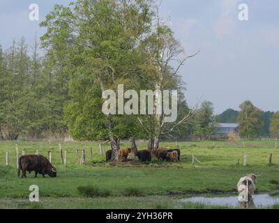 Eine Gruppe von Hochlandrindern, die unter Bäumen auf einer grünen Weide in einer ländlichen Umgebung weiden, velen, münsterland, deutschland Stockfoto