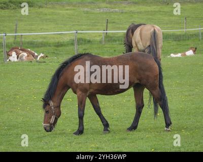 Ein braunes Pferd weidet friedlich auf einer grünen Frühlingswiese, borken, niedersachsen, deutschland Stockfoto