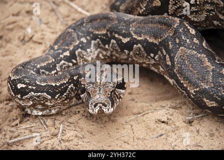 Argentinische Boa (Boa constrictor occidentalis), Nahaufnahme von Kopf und Körper auf Sand, Hervorhebung seiner Schuppen und Textur, Boqueron, Chaco, Paraguay, Sout Stockfoto