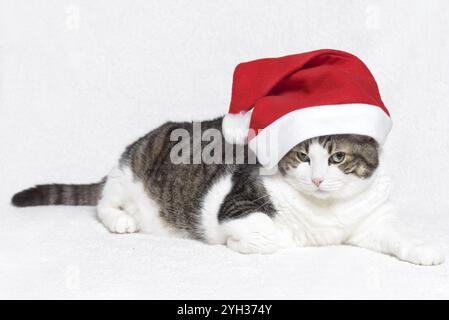 Weihnachten Katze in rot Santa Claus Hut, auf weißem Hintergrund Stockfoto