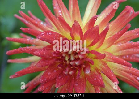 Nahaufnahme von orange-roten Dahlienblüten mit Wassertröpfchen, Bad zwischenahn, niedersachsen, deutschland Stockfoto