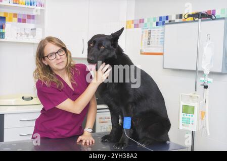 Hund in der Tierklinik, an der schon eine intravenöse Infusion Stockfoto