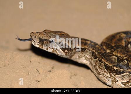 Argentinischer Boa (Boa constrictor occidentalis), Nahaufnahme mit Zunge auf sandigem Boden, mit detaillierter Textur, Boqueron, Chaco, Paraguay, Sout Stockfoto