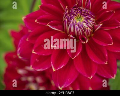 Nahaufnahme einer roten Dahlienblume mit intensiven Farben, Legden, münsterland, deutschland Stockfoto