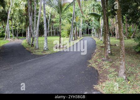 Wanderwege, Palmen, Sir Seewoosagur Ramgoolam Botanical Garden, SSR Botanical Garden, auch Pamplemousses Botanical Garden, botanischer Garten, in Stockfoto