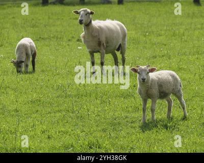 Drei Schafe weiden friedlich auf einer grünen Wiese, Südlohn, münsterland, deutschland Stockfoto