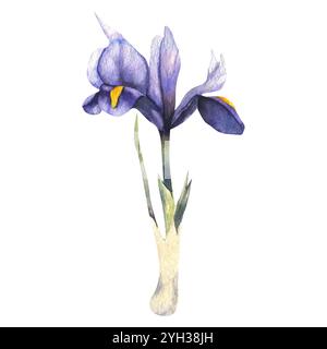 Frühlingsviolett erste Blume Aquarellillustration. Handgezeichnete ZwergknollenIris. Romantisches Clipart mit Blumenmotiv für Frühlingsfest, Ostern, womm Stockfoto