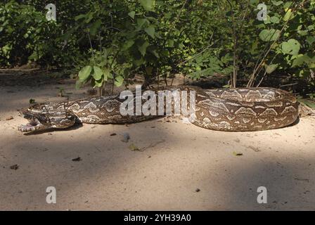 Argentinische Boa (Boa constrictor occidentalis), auf einem sandigen Boden, umgeben von karger Vegetation im Sonnenlicht, Boqueron, Chaco, Paraguay, Süden Stockfoto