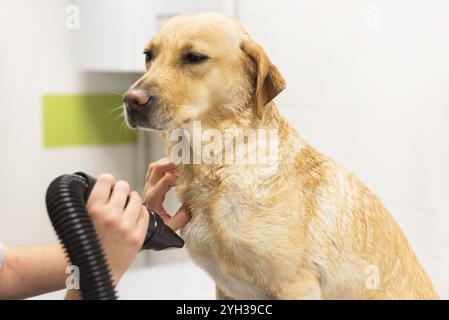 Pet groomer trocknen Labrador Hund Fell mit einem professionellen Fön Stockfoto