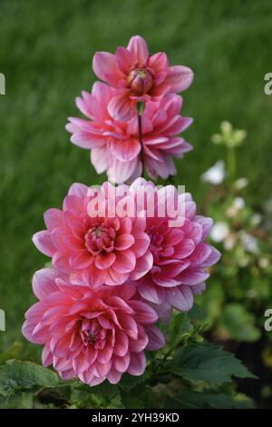 Drei pinkfarbene Dahlien in voller Blüte vor üppigem Grün, Bad zwischenahn, niedersachsen, deutschland Stockfoto