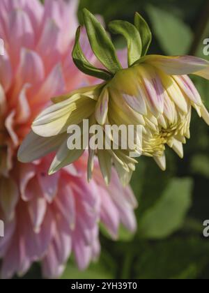 Makroaufnahme einer Dahlienblume mit sanften Rosa- und Gelbtönen, Legden, münsterland, deutschland Stockfoto