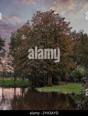 Eine große Eiche mit Schaukel in einem ruhigen Garten neben einem Teich, umgeben von üppigem Grün, das eine ruhige und natürliche Atmosphäre widerspiegelt. In der Nähe des C Stockfoto