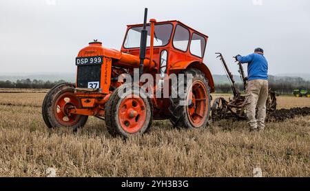 East Lothian, Schottland, Vereinigtes Königreich, 9. November 2024. 41. Jährliches Traktorpflügen-Match: Bei der jährlichen Veranstaltung der East Lothian Pflüghing Associations treffen sich Besitzer von über 60 Oldtimer-Traktoren – überraschenderweise nicht viele von ihnen Bauern –, die dieses Jahr auf der East Mains Farm in Samuelston um die Geradlinigkeit kämpfen. Jedes Pflaster wird bewertet und es sollte nicht möglich sein, die einzelnen Durchgänge der Klingen im Streifen zu identifizieren. Es wird viel Zeit mit dem Einstellen des Pflugs verbracht. Im Bild: Ein alter Fordson-Traktor. Quelle: Sally Anderson/Alamy Live News Stockfoto