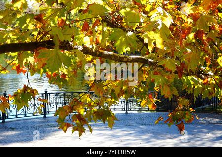Ast eines Platanen mit vielen bunten Blättern über der Parkallee am Seeufer im Herbst Stockfoto