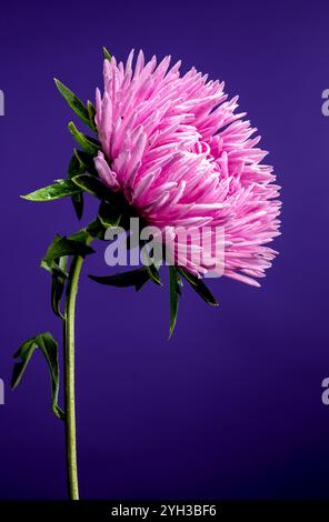 Blühende pinkfarbene Aster Lady Coral auf lila Hintergrund. Blumenkopf-Nahaufnahme Stockfoto