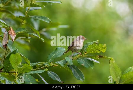 Gemeiner Weißdorn (Silvia communis) im Sommer auf Weidenzweig, Woiwodschaft Podlakien, Polen, Europa Stockfoto