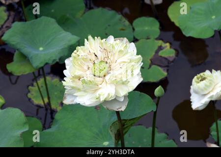 Weiße Lotusblüte, Nelumbo nucifera Stockfoto