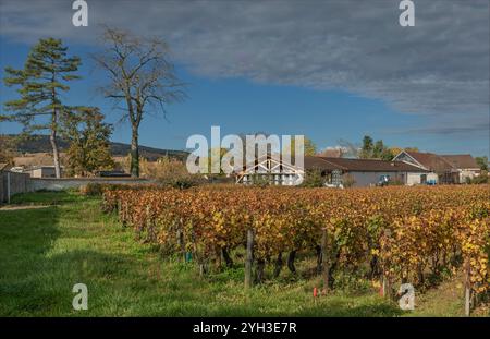 Cote d'Or, Burgund, Frankreich - 27. Oktober 2024 - Weinberge und Weingüter von Chassange-Montrachet mit Gärbehältern Stockfoto