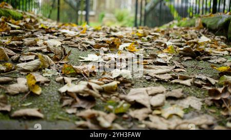 Trockene Herbstblätter auf dem Boden Stockfoto