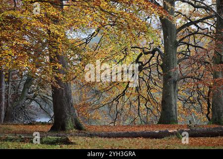 Farbenfrohe Buchen (Fagus sylvatica) in einem Mischwald im Herbst, North Pennines, Teesdale, County Durham, Großbritannien Stockfoto