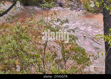 Klares Wasser fließt sanft durch einen Wald, mit üppig grünen Blättern und Herbstfarben, die eine ruhige Szene schaffen. Stockfoto