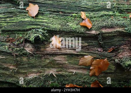 Verrottender Baumstamm auf dem Waldboden, bedeckt mit Moos, Flechten und Strandblättern, Teesdale, County Durham, Großbritannien Stockfoto