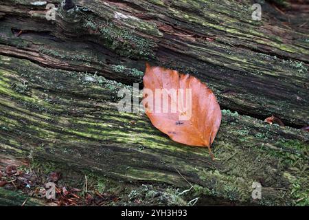 Buchenblatt, das auf einem verrottenden Baumstamm auf dem mit Moos und Flechten bedeckten Waldboden liegt, Teesdale, County Durham, Vereinigtes Königreich Stockfoto