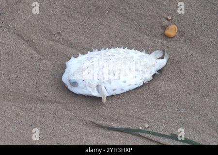 Ein sonnengebleichter toter Kugelfisch wurde am Ufer des Heckscher State Park auf Long Island New york aufgespült. Stockfoto