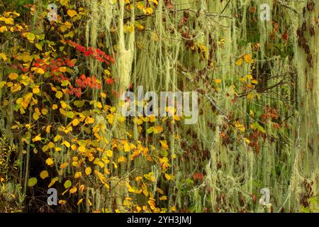 Flechten auf Reben-Ahorn (Acer circinatum) und Westernschnabelnuss (Corylus cornuta), Molalla River Corridor Recreation Area, Salem District Bureau of La Stockfoto