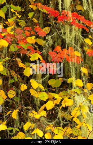 Flechten auf Reben-Ahorn (Acer circinatum) und Westernschnabelnuss (Corylus cornuta), Molalla River Corridor Recreation Area, Salem District Bureau of La Stockfoto