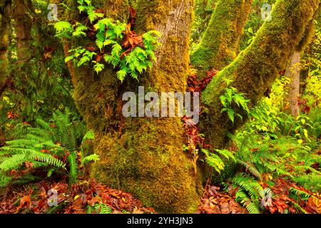 Bigleaf Ahorn (Acer macrophyllum) mit westlichem Schwertfarn (polystichum munitum) und Lakritzenfarn (Polypodium glycyrrhiza), Molalla River Corridor Rec Stockfoto