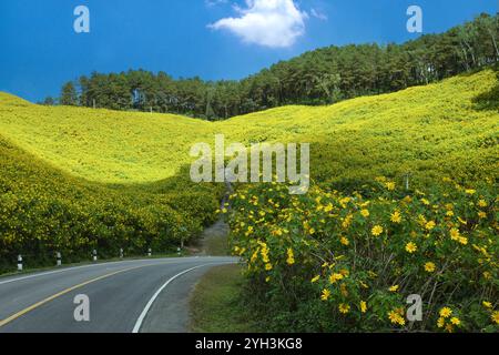 Thung Dok Bua Tong oder Wild Mexican Sunflower Fields blüht in Doi Khun Yuam, Mae Hong Son, Thailand. Stockfoto