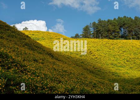 Thung Dok Bua Tong oder Wild Mexican Sunflower Fields blüht in Doi Khun Yuam, Mae Hong Son, Thailand. Stockfoto