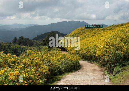 Thung Dok Bua Tong oder Wild Mexican Sunflower Fields blüht in Doi Khun Yuam, Mae Hong Son, Thailand. Stockfoto