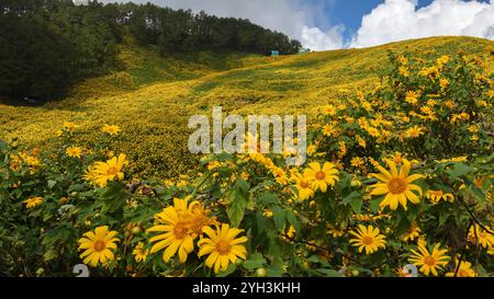 Thung Dok Bua Tong oder Wild Mexican Sunflower Fields blüht in Doi Khun Yuam, Mae Hong Son, Thailand. Stockfoto