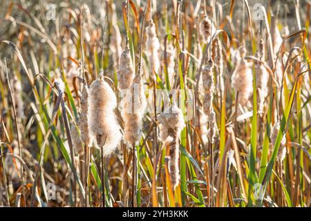 Flauschiger Katzenschwanz im Sumpf Nahaufnahme. Ein detaillierter Blick auf flauschige, reife Welpen, die hoch zwischen Sumpfgras stehen und ihre zarte Struktur hervorheben Stockfoto