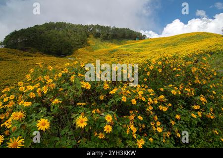 Thung Dok Bua Tong oder Wild Mexican Sunflower Fields blüht in Doi Khun Yuam, Mae Hong Son, Thailand. Stockfoto