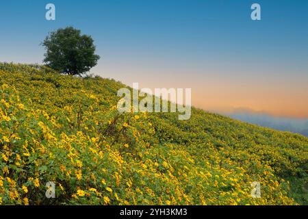 Thung Dok Bua Tong oder Wild Mexican Sunflower Fields blüht in Doi Khun Yuam, Mae Hong Son, Thailand. Stockfoto