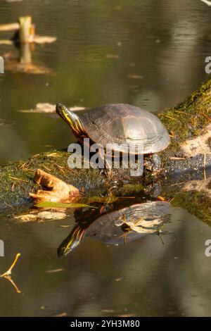 Westliche malerische Schildkröte (Chrysemys picta), Lyons City Park, Lyons, Oregon Stockfoto