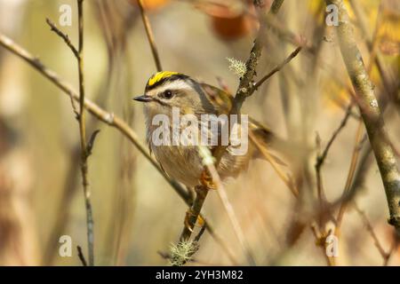 Königskrone (Regulus satrapa), Lyons City Park, Lyons, Oregon Stockfoto