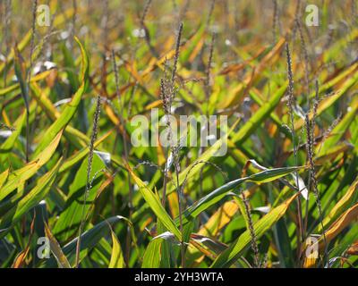 Das Maisfeld nähert sich der Ernte. Auf der Insel Rügen wird ein erheblicher Teil des Maisanbaus zur Energieerzeugung und Biogaserzeugung angebaut. Stockfoto