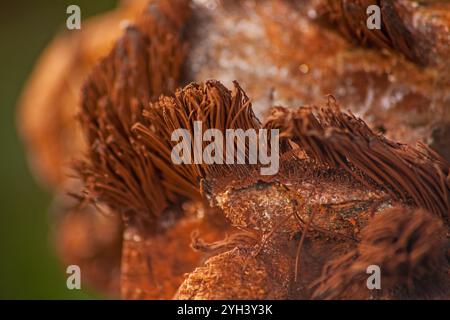 Schleimschimmelgattung Stemonitis 15377 Stockfoto