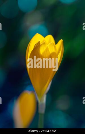 Schöne gelbe Frühlingskrokusse im Garten. Floraler Frühlingshintergrund mit gelben Krokusblüten. Stockfoto