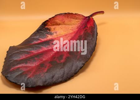 Pfirsichfarbener Hintergrund mit großem rotem Bergenia-Blatt, Staude und immergrünem Kraut. Stockfoto