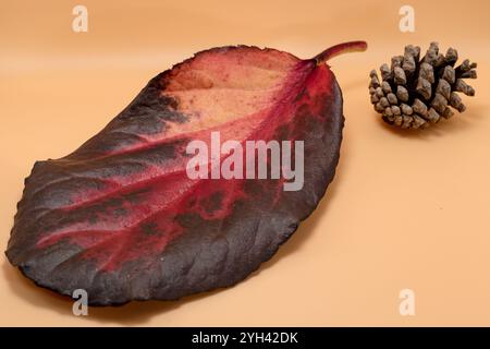 Pfirsichfarbener Hintergrund mit großem rotem Bergenia-Blatt, Staude und immergrünem Kraut. Stockfoto